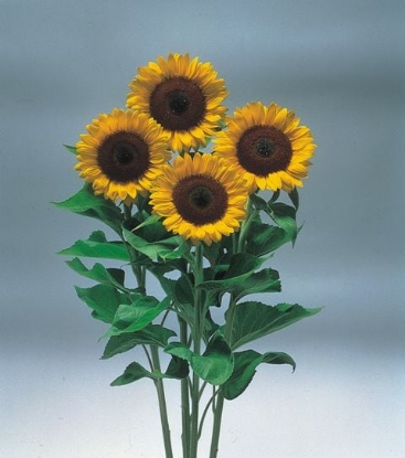 Picture of Helianthus (Sunflower) - Sunrich Orange F1